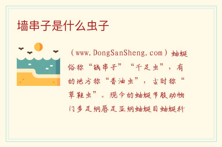 墙串子是什么虫子 