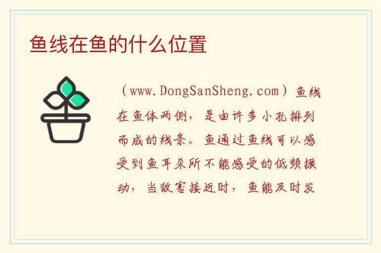 鱼线在鱼的什么位置 