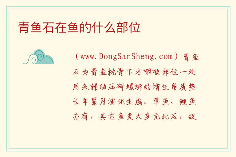 青鱼石在鱼的什么部位 