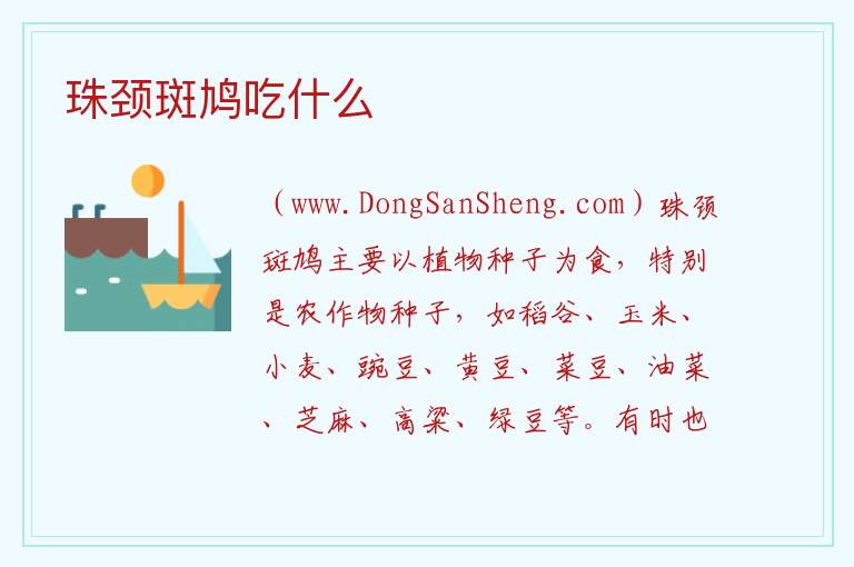 珠颈斑鸠吃什么 
