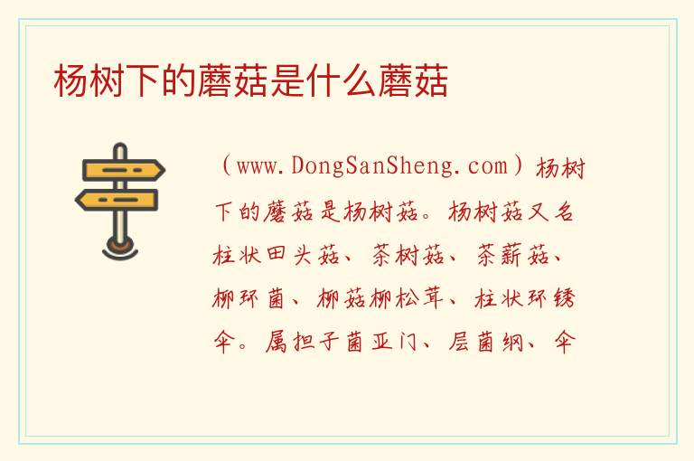 杨树下的蘑菇图片，杨树下的蘑菇图片
