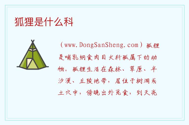 狐狸是什么科 