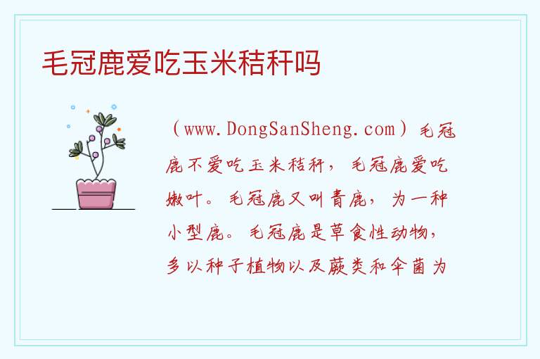 毛冠鹿爱吃玉米秸秆吗 