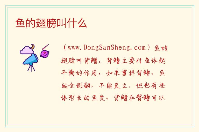 鱼的翅膀叫什么 