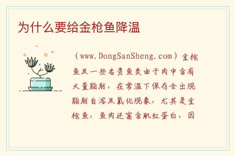 为什么要给金枪鱼降温 