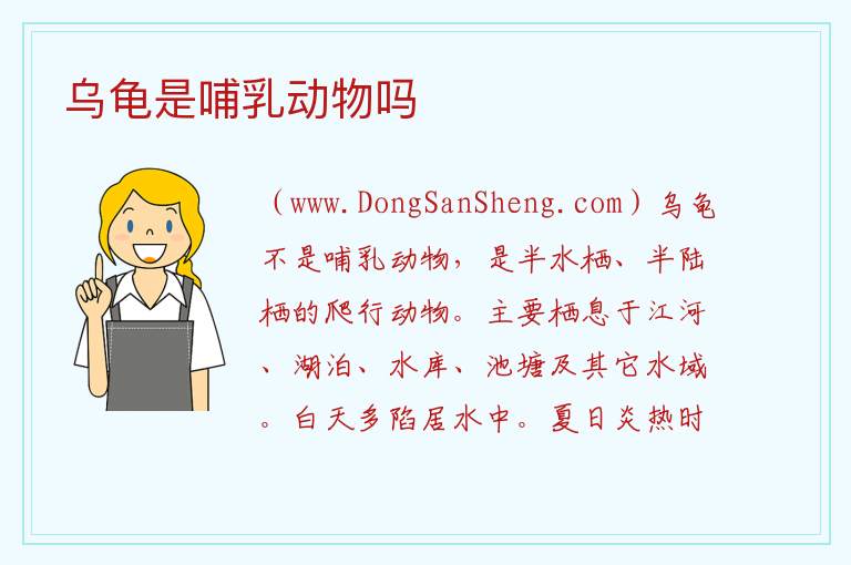 乌龟是哺乳动物吗 