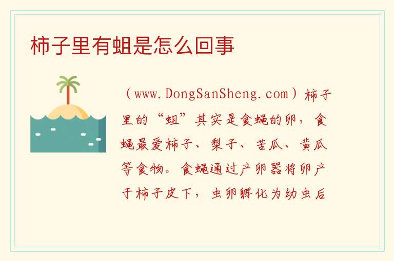 柿子里有蛆是怎么回事 