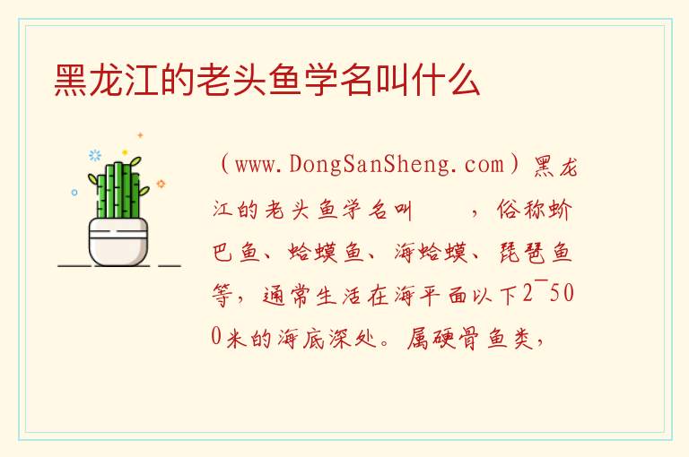 黑龙江的老头鱼学名叫什么 