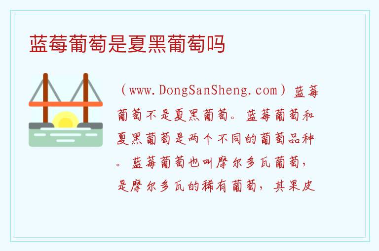 蓝莓葡萄是夏黑葡萄吗 