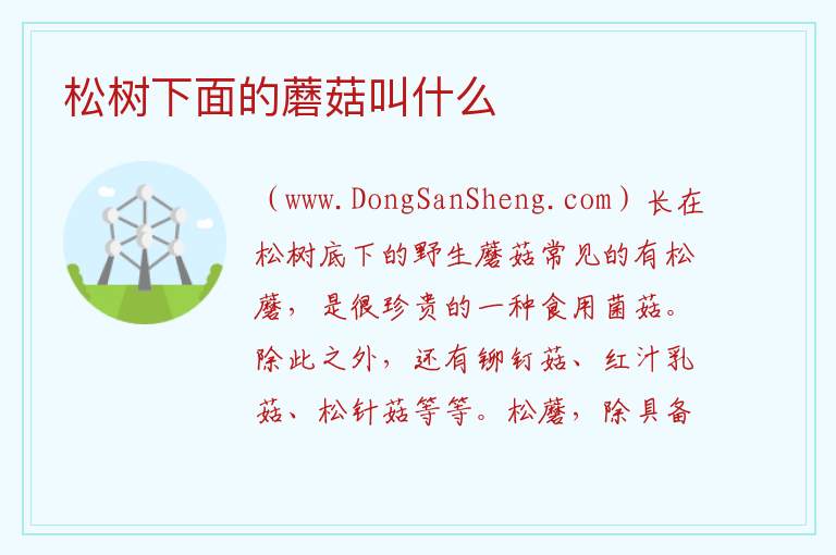 松树下面的蘑菇叫什么 