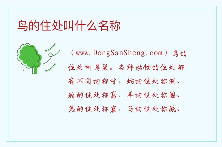 鸟的住处叫什么名称 