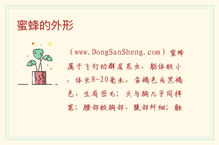 蜜蜂的外形 