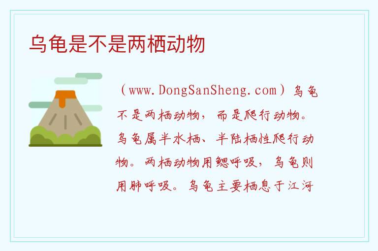乌龟是不是两栖动物 