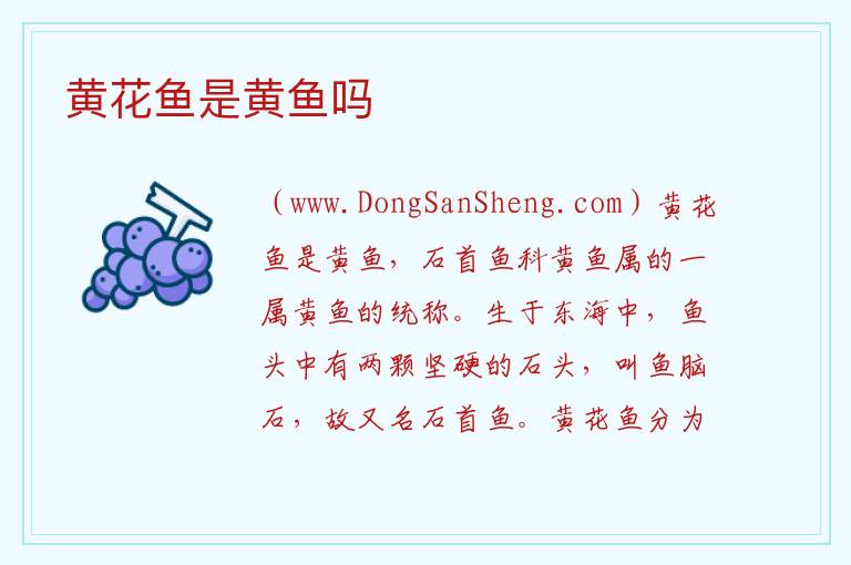 黄花鱼是黄鱼吗 