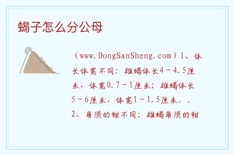 蝎子怎么分公母 