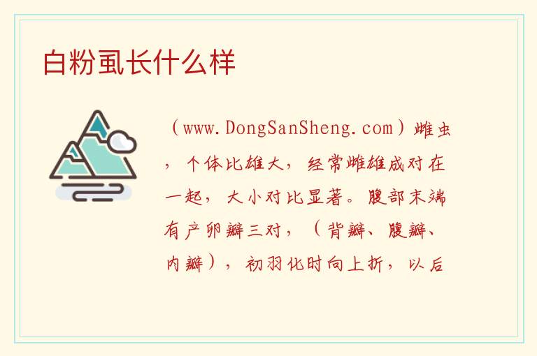 白粉虱长什么样 