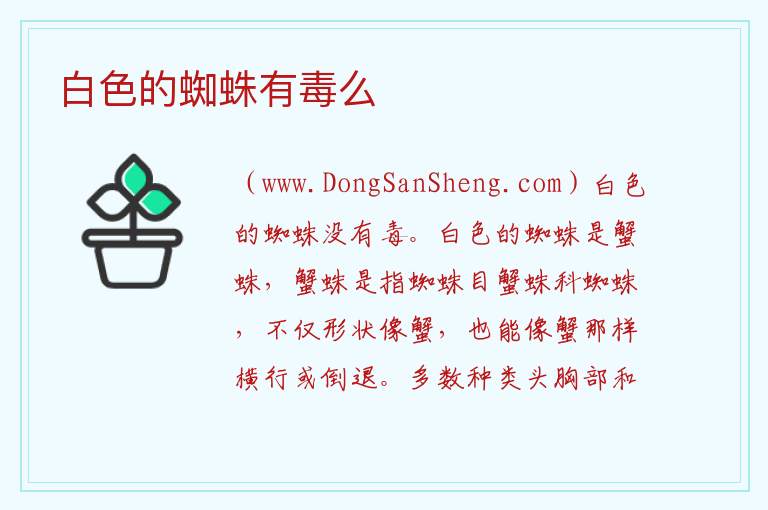 白色的蜘蛛有毒么 