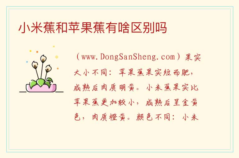 小米蕉和苹果蕉有啥区别吗 
