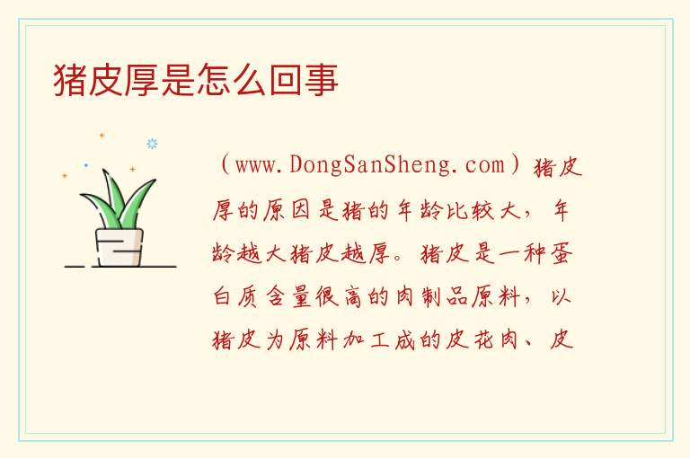 猪皮厚是怎么回事 