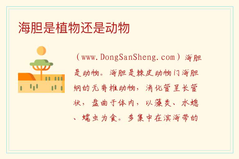 海胆是植物还是动物 