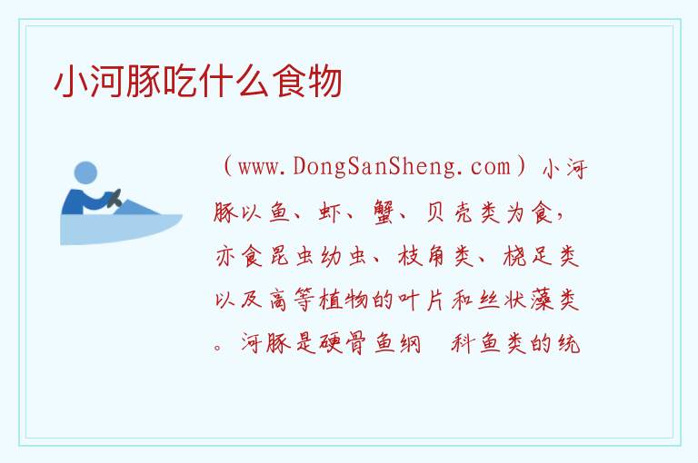 小河豚吃什么食物 
