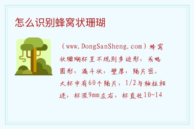 怎么识别蜂窝状珊瑚 