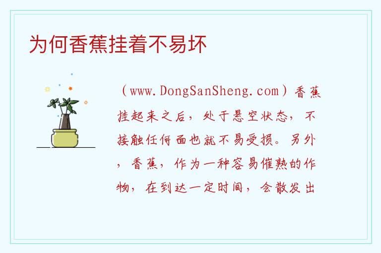 为何香蕉挂着不易坏 