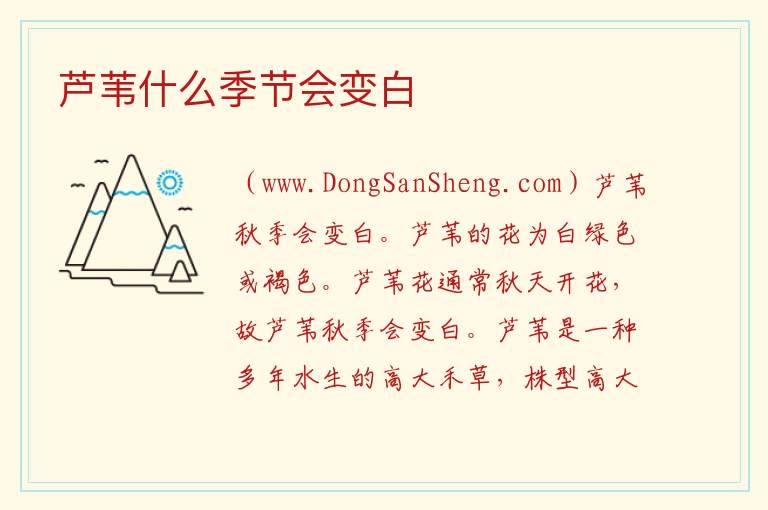 芦苇什么季节会变白 