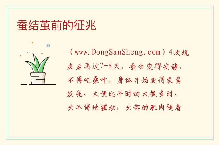 蚕结茧前的征兆 