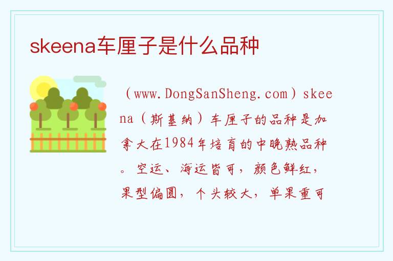 skeena车厘子是什么品种 