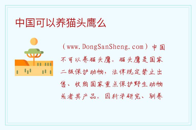 中国可以养猫头鹰么 