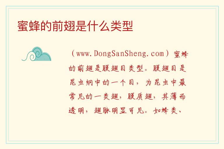 蜜蜂的前翅是什么类型 蜜蜂的后翅是什么翅