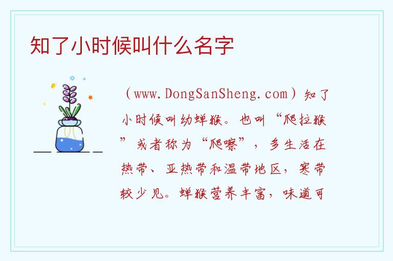 知了小时候叫什么名字 