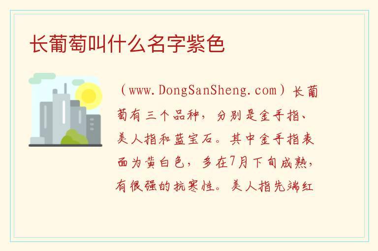 长葡萄叫什么名字紫色 
