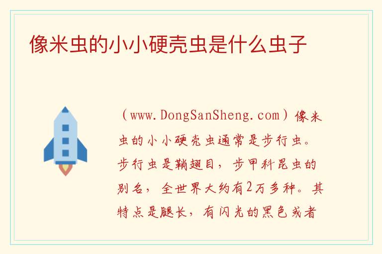 像米虫的小小硬壳虫是什么虫子 