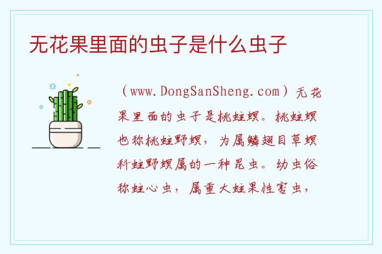 无花果里面的虫子是什么虫子 