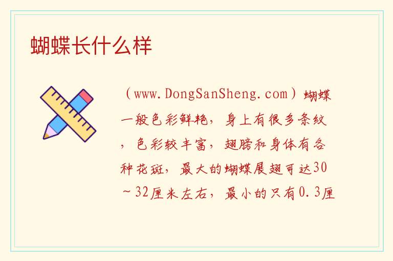 蝴蝶长什么样 