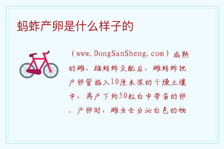 蚂蚱产卵是什么样子的 