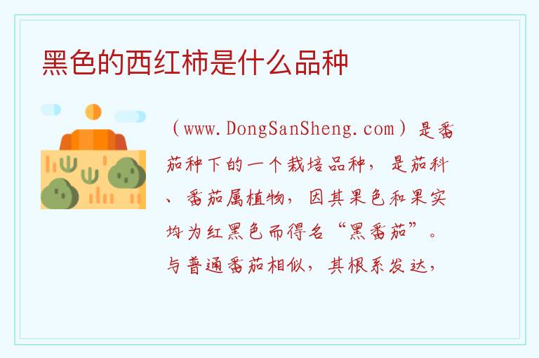 黑色的西红柿是什么品种 