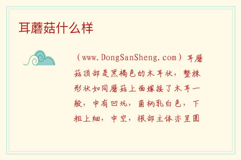 十种最好的耳朵，十种最好的耳朵
