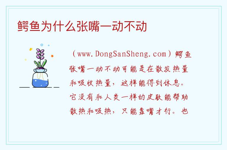 鳄鱼为什么张嘴一动不动 
