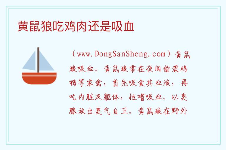 黄鼠狼吃鸡肉还是吸血 