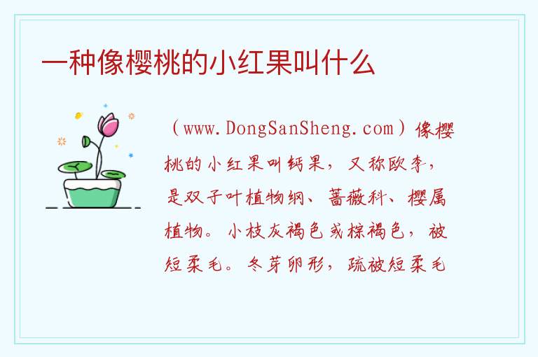 一种像樱桃的小红果叫什么 