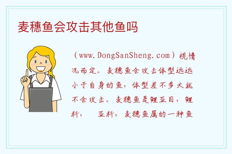麦穗鱼会攻击其他鱼吗 