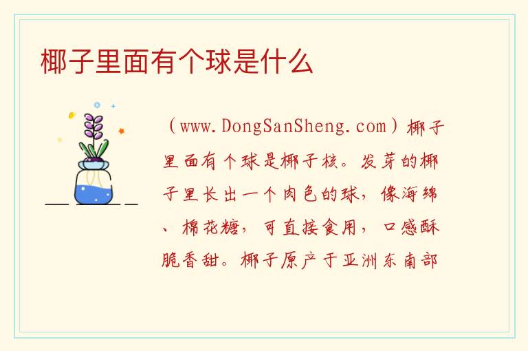 椰子里面有个球是什么 