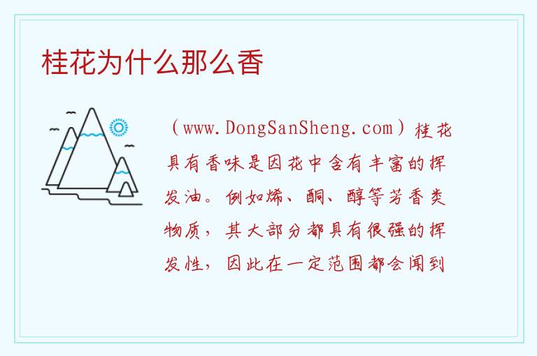 桂花为什么那么香 