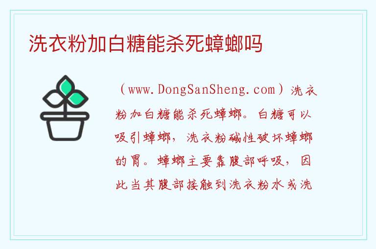 洗衣粉加白糖能杀死蟑螂吗 