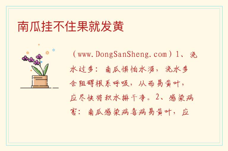 南瓜挂不住果就发黄 