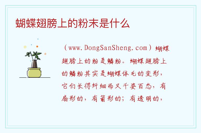 蝴蝶翅膀上的粉末是什么 