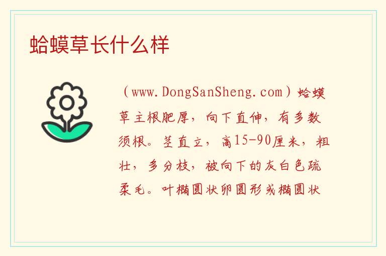 蛤蟆草长什么样 